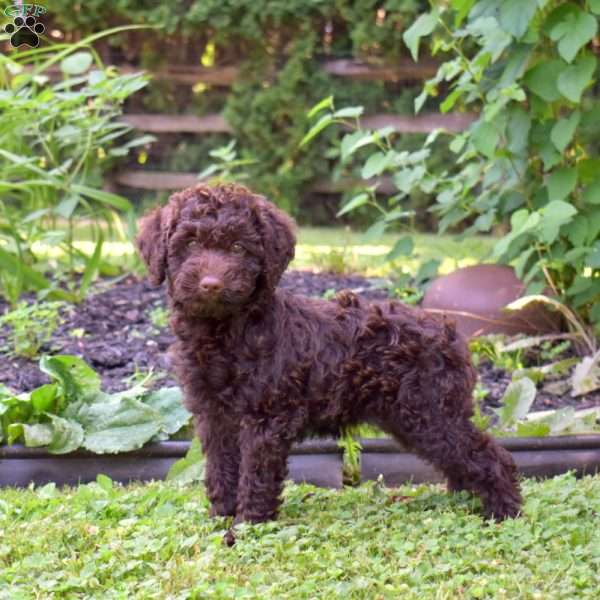 Remi, Miniature Poodle Mix Puppy