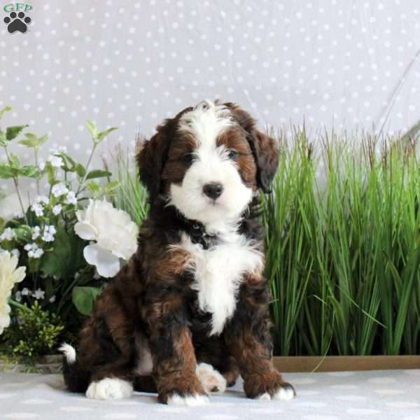 Remy, Mini Bernedoodle Puppy