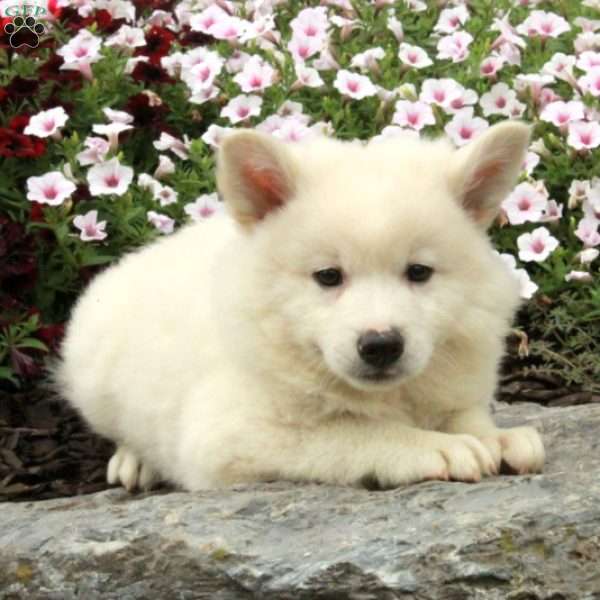 Renner, American Eskimo Mix Puppy