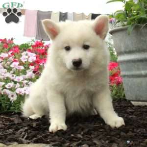 Renner, American Eskimo Mix Puppy
