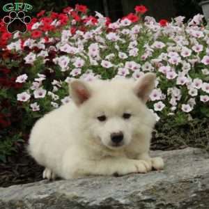 Renner, American Eskimo Mix Puppy