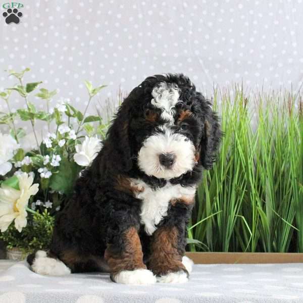 Reno, Mini Bernedoodle Puppy