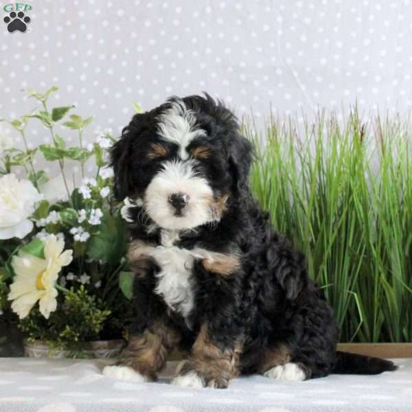 Renzo, Mini Bernedoodle Puppy