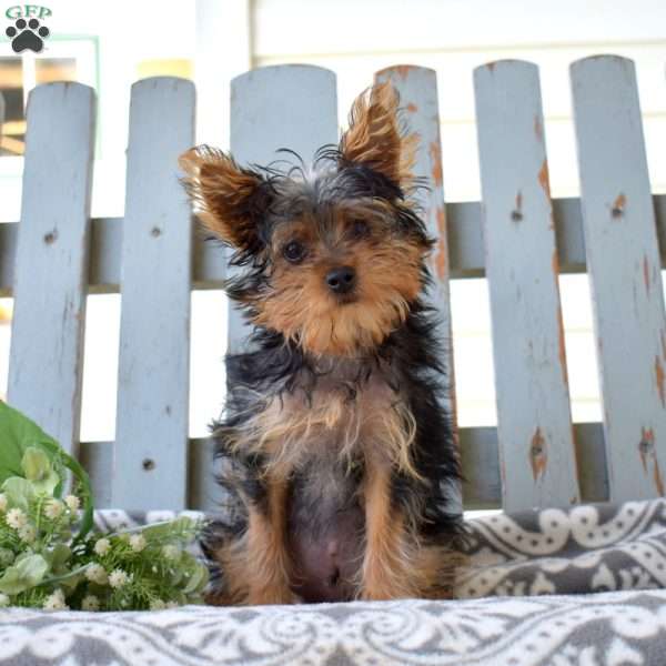 Rex, Yorkie Puppy