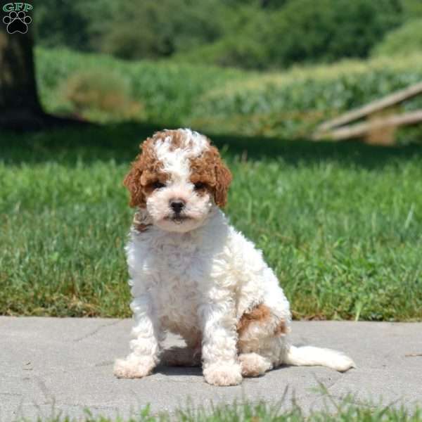 Rex, Cavapoo Puppy