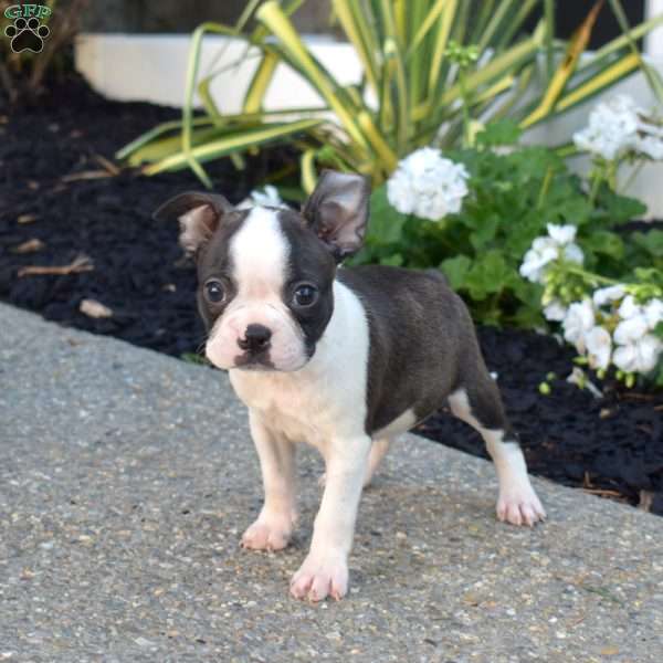 Rex, Boston Terrier Puppy