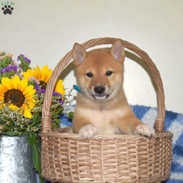 Rex, Shiba Inu Puppy