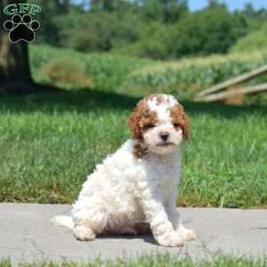 Rex, Cavapoo Puppy
