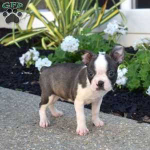 Rex, Boston Terrier Puppy
