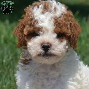 Rex, Cavapoo Puppy
