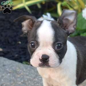 Rex, Boston Terrier Puppy
