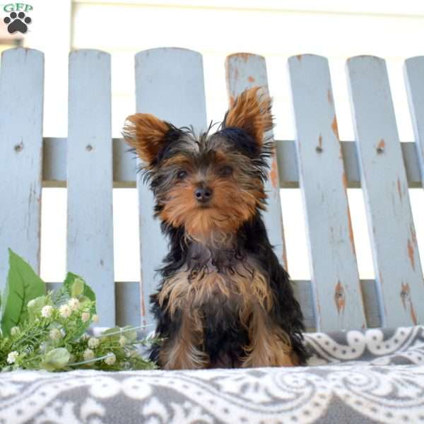 Rexie, Yorkie Puppy