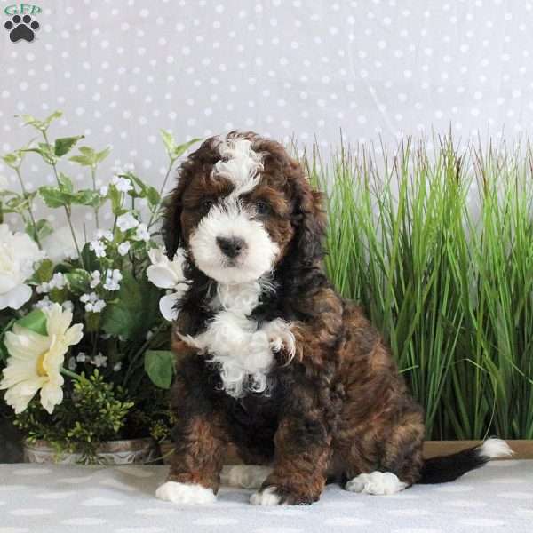 Rexie, Mini Bernedoodle Puppy