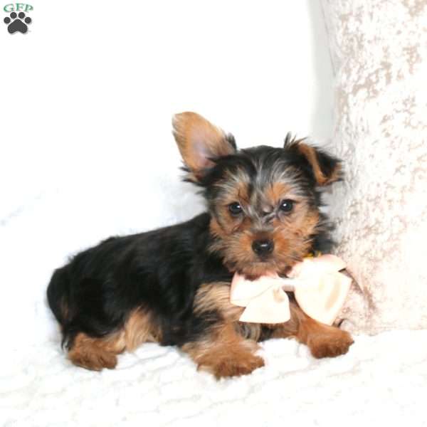Rhonda, Yorkie Puppy