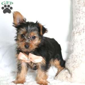 Rhonda, Yorkie Puppy