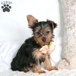 Rhonda, Yorkie Puppy