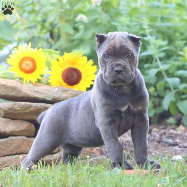 Rianna, Cane Corso Puppy