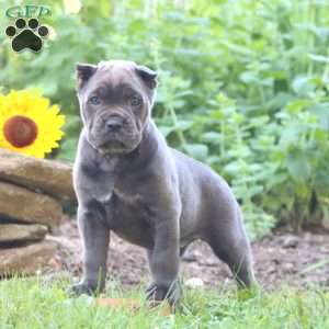 Rianna, Cane Corso Puppy