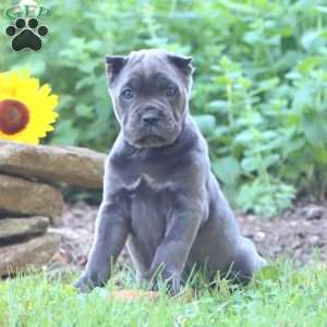 Rianna, Cane Corso Puppy