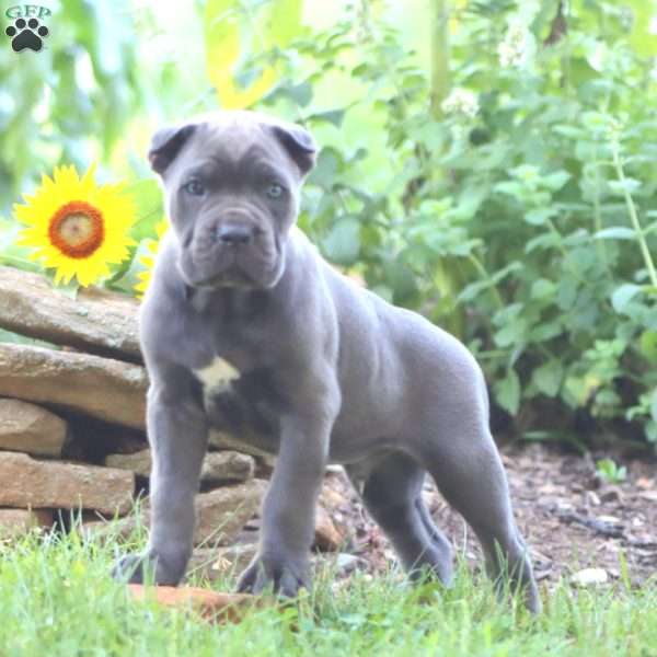 Rich, Cane Corso Puppy