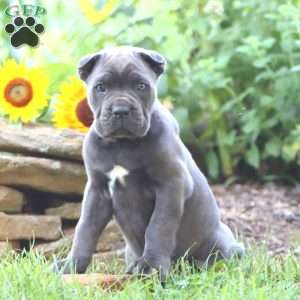 Rich, Cane Corso Puppy