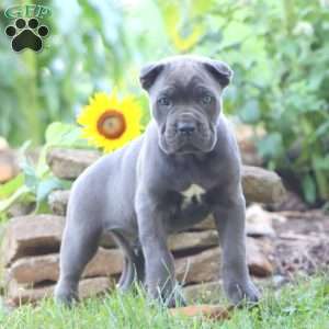 Rich, Cane Corso Puppy