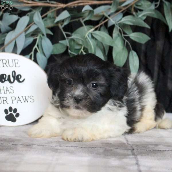 Rick, Teddy Bear Puppy