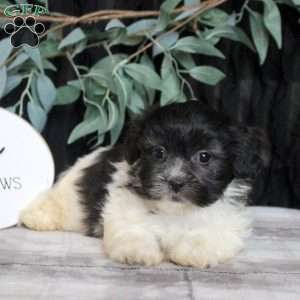 Rick, Teddy Bear Puppy