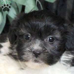 Rick, Teddy Bear Puppy