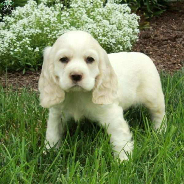 Ricky, Cocker Spaniel Puppy