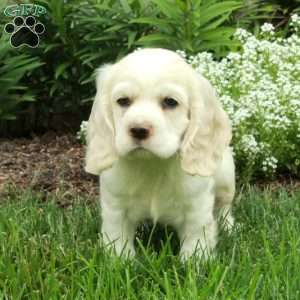 Ricky, Cocker Spaniel Puppy