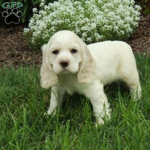Ricky, Cocker Spaniel Puppy