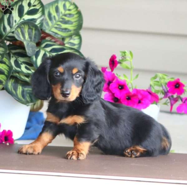 Ricky, Dachshund Puppy