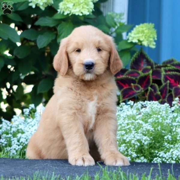 Ricky, Goldendoodle Puppy
