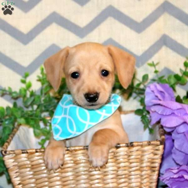 Ricky, Chiweenie Puppy