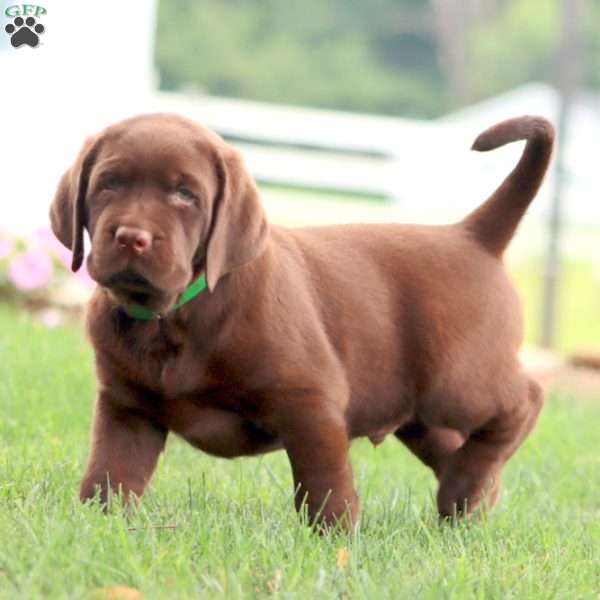 Ricky, Chocolate Labrador Retriever Puppy