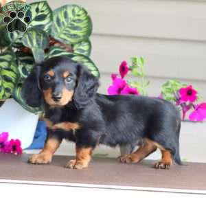 Ricky, Dachshund Puppy