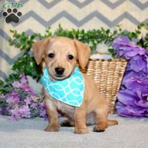 Ricky, Chiweenie Puppy