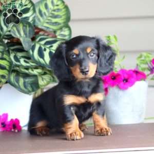 Ricky, Dachshund Puppy