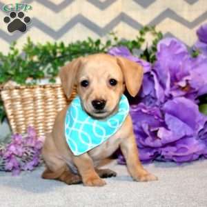 Ricky, Chiweenie Puppy
