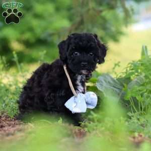 Riley, Havapoo Puppy