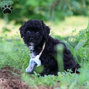 Riley, Havapoo Puppy