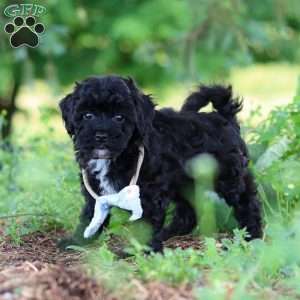 Riley, Havapoo Puppy