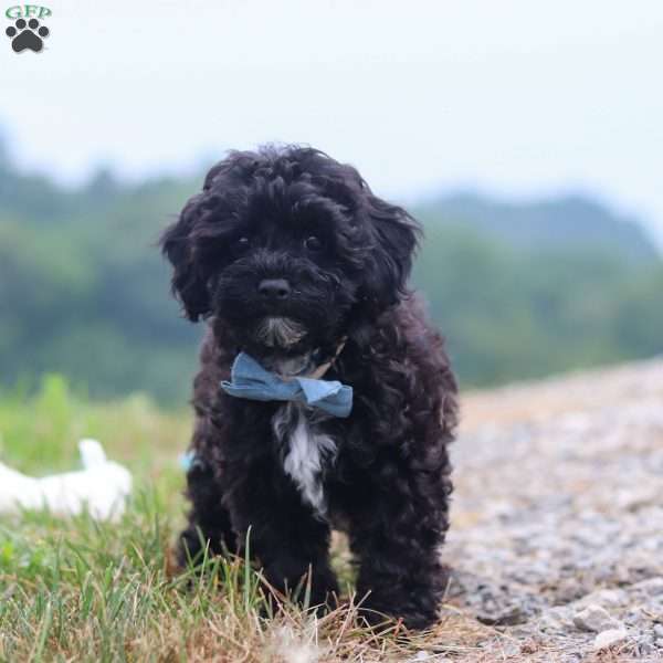 Riley, Havapoo Puppy