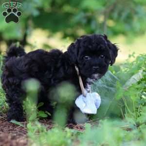 Riley, Havapoo Puppy