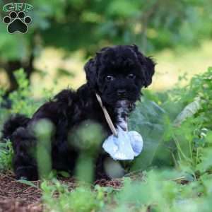 Riley, Havapoo Puppy
