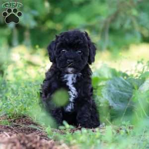 Riley, Havapoo Puppy