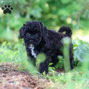 Riley, Havapoo Puppy