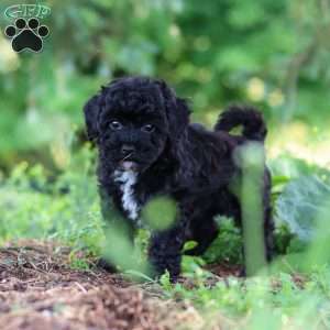 Riley, Havapoo Puppy