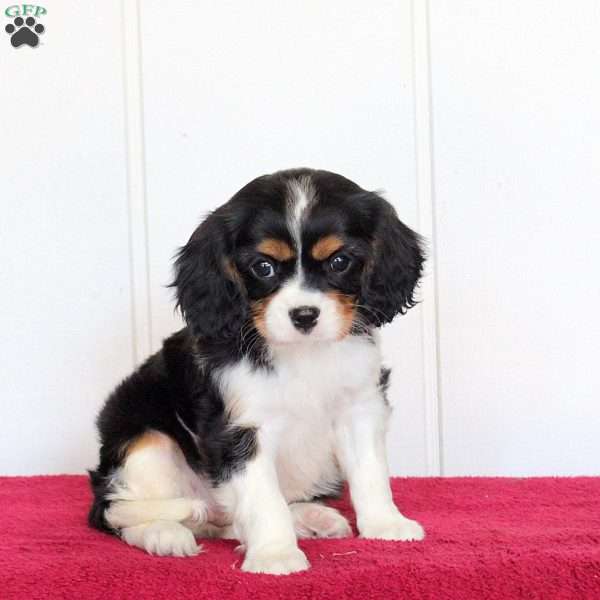 Riley, Cavalier King Charles Spaniel Puppy